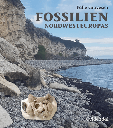 Fossilien Nordwesteuropas_0