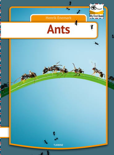 Ants - picture
