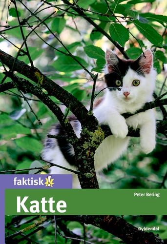 Katte - picture