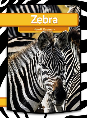 Zebra - picture
