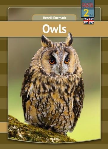 Owls - picture