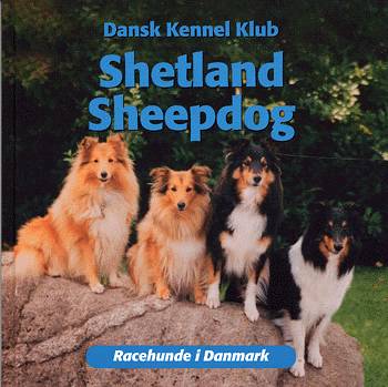 Shetland Sheepdog - picture