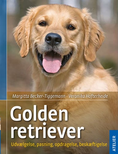 Golden retriever_0
