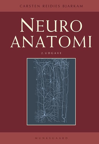Neuroanatomi - picture