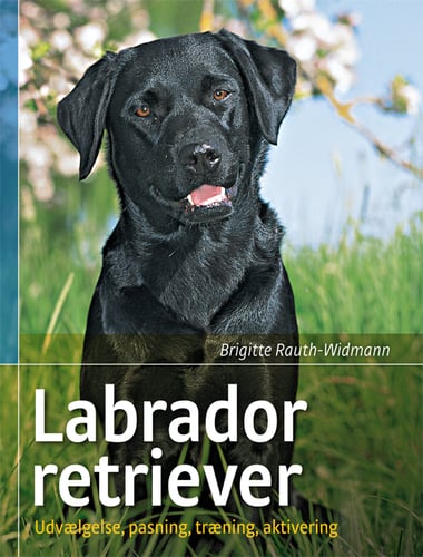 Labrador retriever_0