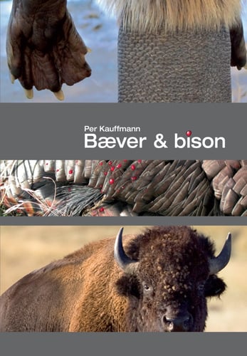Bæver& bison - picture