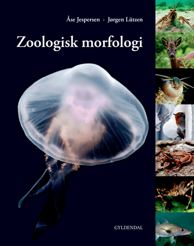Zoologisk morfologi - picture