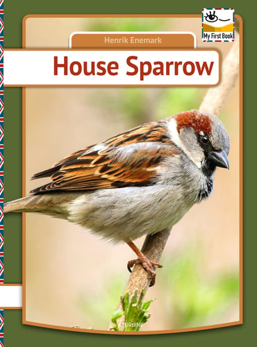 House Sparrow - picture