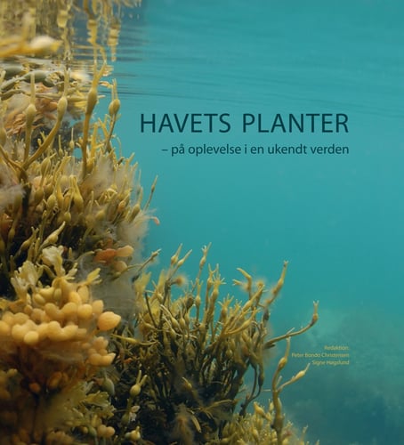 Havets planter - picture