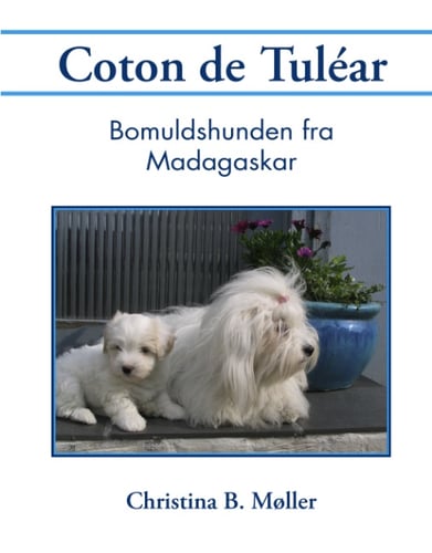 Coton de Tuléar - picture