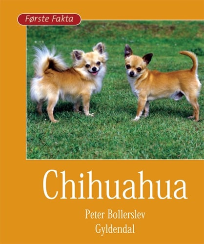 Chihuahua - picture