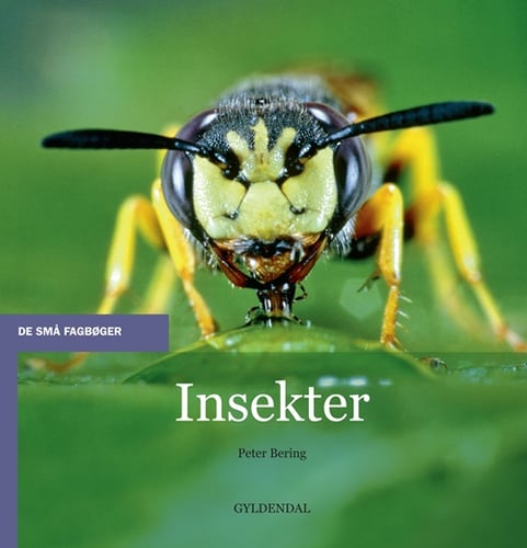 Insekter - picture