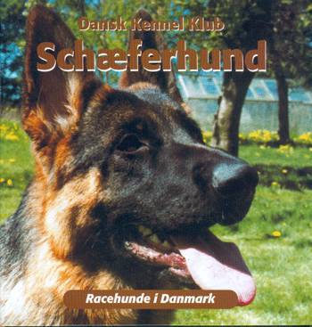 Schæferhund - picture