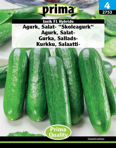 Agurk, Salat- "Skoleagurk" Iznik F1 Hybride frø_0