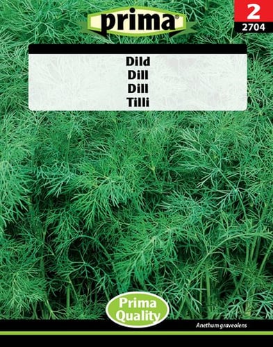 Dill - picture