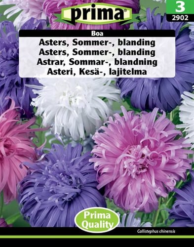 Asters, Sommer-, blanding Boa frø_0