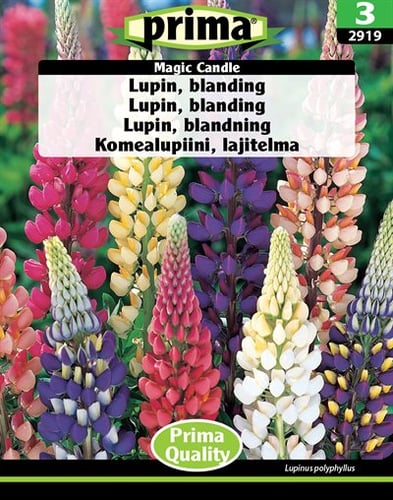 Lupin, blanding Magic Candle frø_0