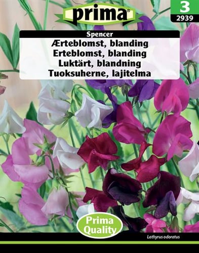 Ærteblomst, blanding Spencer frø_0