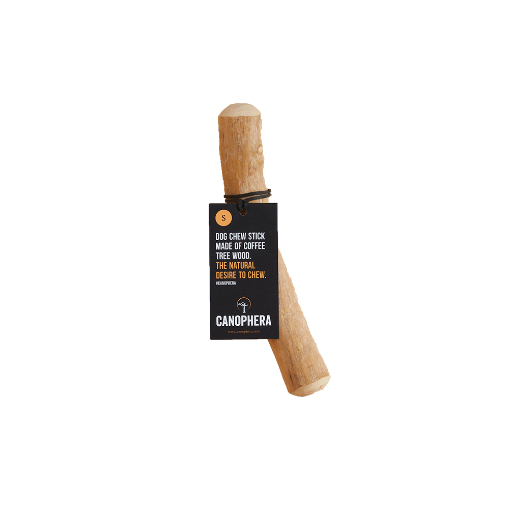 Canophera - coffee tree 18-22cm  S - (CANO0123)_0