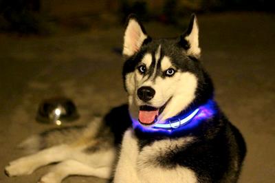 Led Lys Bælte - Bliv set i trafikken - Til løbeturen, gåturen, hunden og Børn_2