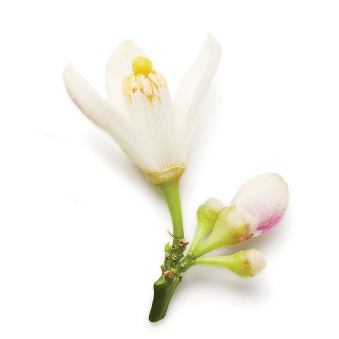 Armani Code Pour Femme Edp Spray 30.0 ml_2