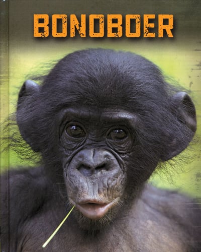 Bonoboer - picture