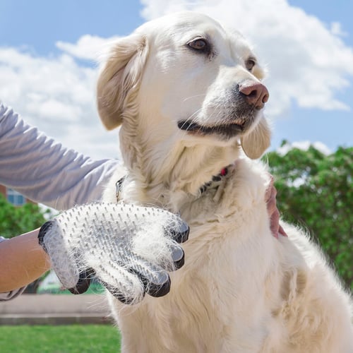 InnovaGoods Pet Brush & Massage Glove _1