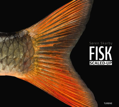 FISK – scaled-up