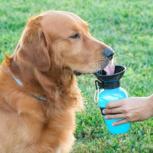 Vattenflaska med drickskål för hundar InnovaGoods_0