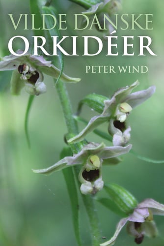Vilde danske orkidéer - picture