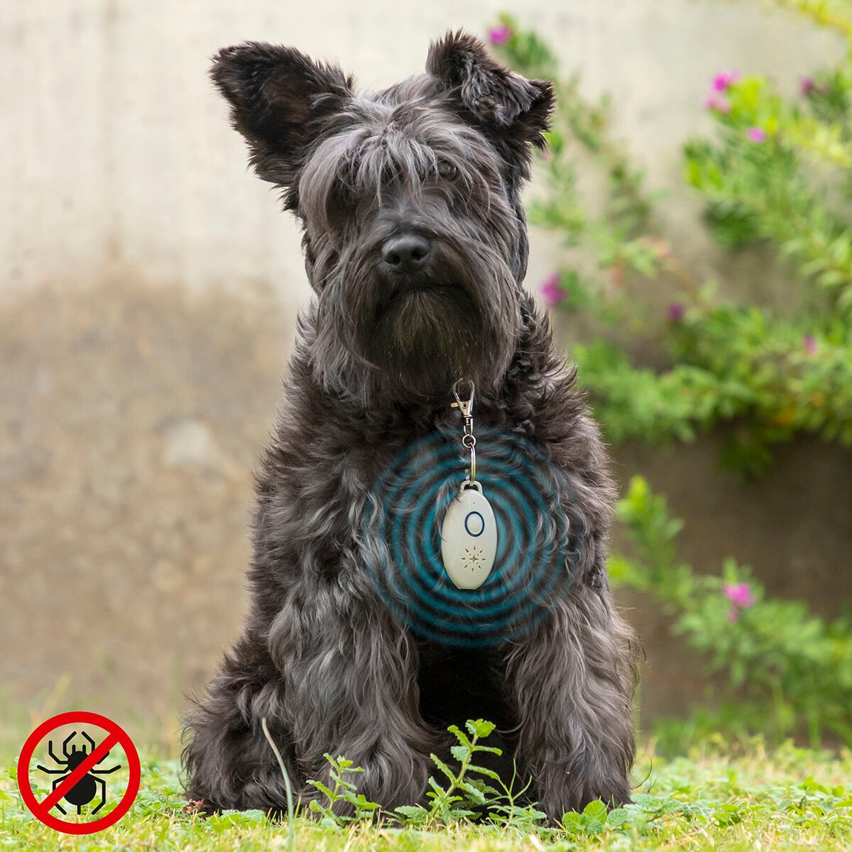 Rechargeable Ultrasound Parasite Repellent for Pets PetRep InnovaGoods_2