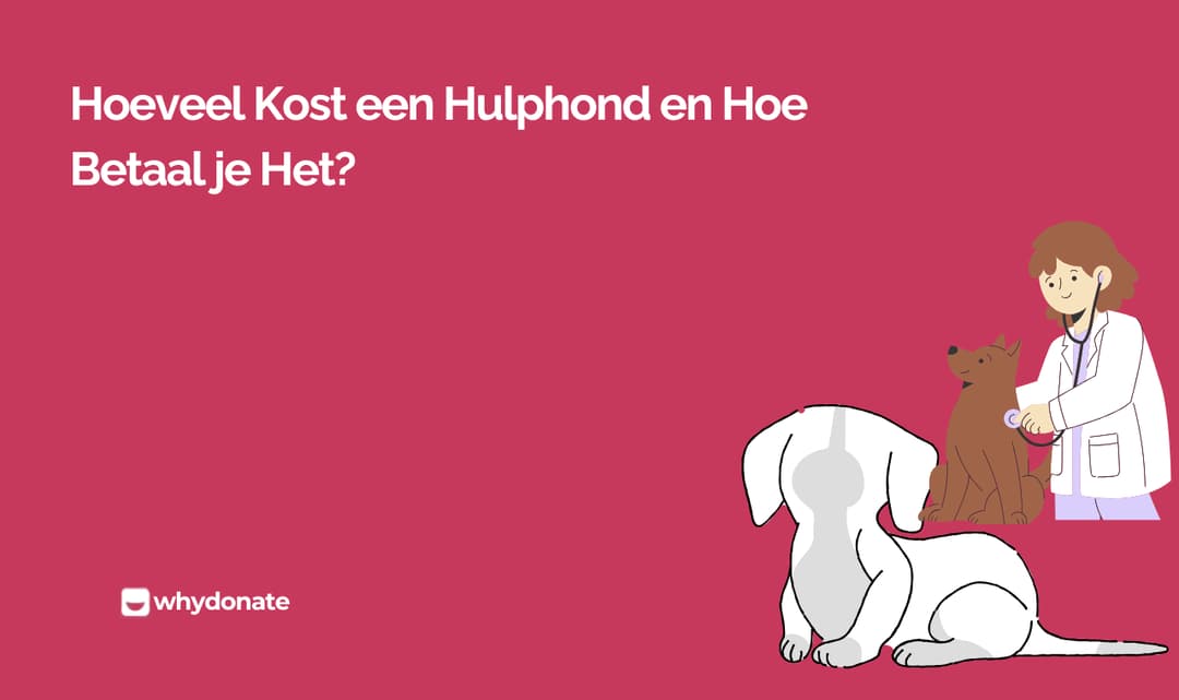 Hoeveel kost een hulphond en hoe betaal je het?