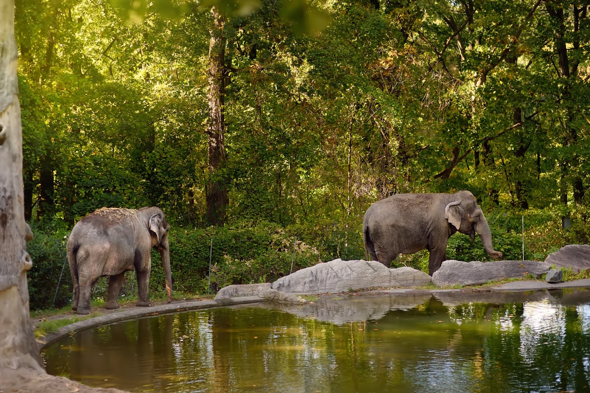 zoo fundraising events