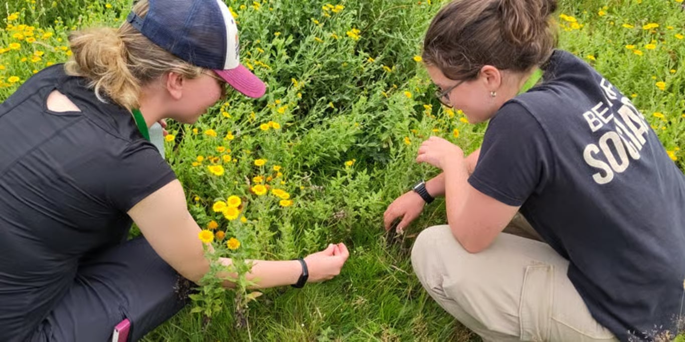 Students studying plants in a meadow