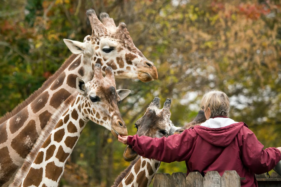 zoo fundraiser