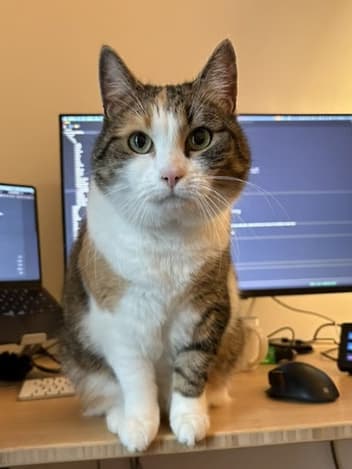 Family cat sitting on a desk