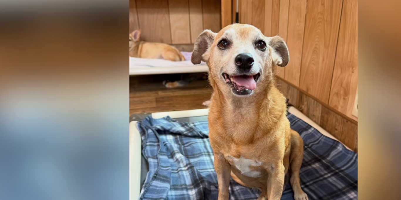 Smiling rescued dog in its shelter bed