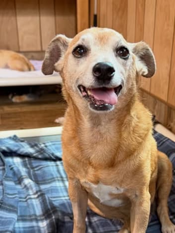 Smiling rescued dog in its shelter bed