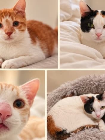 Rescued cats resting together