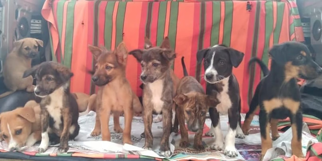 Litter of rescued puppies