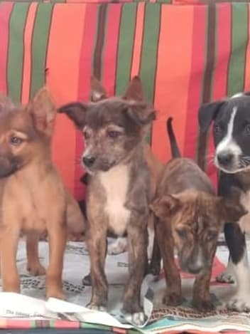 Litter of rescued puppies