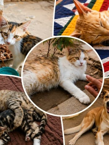 Rescued cats and dogs being cared for
