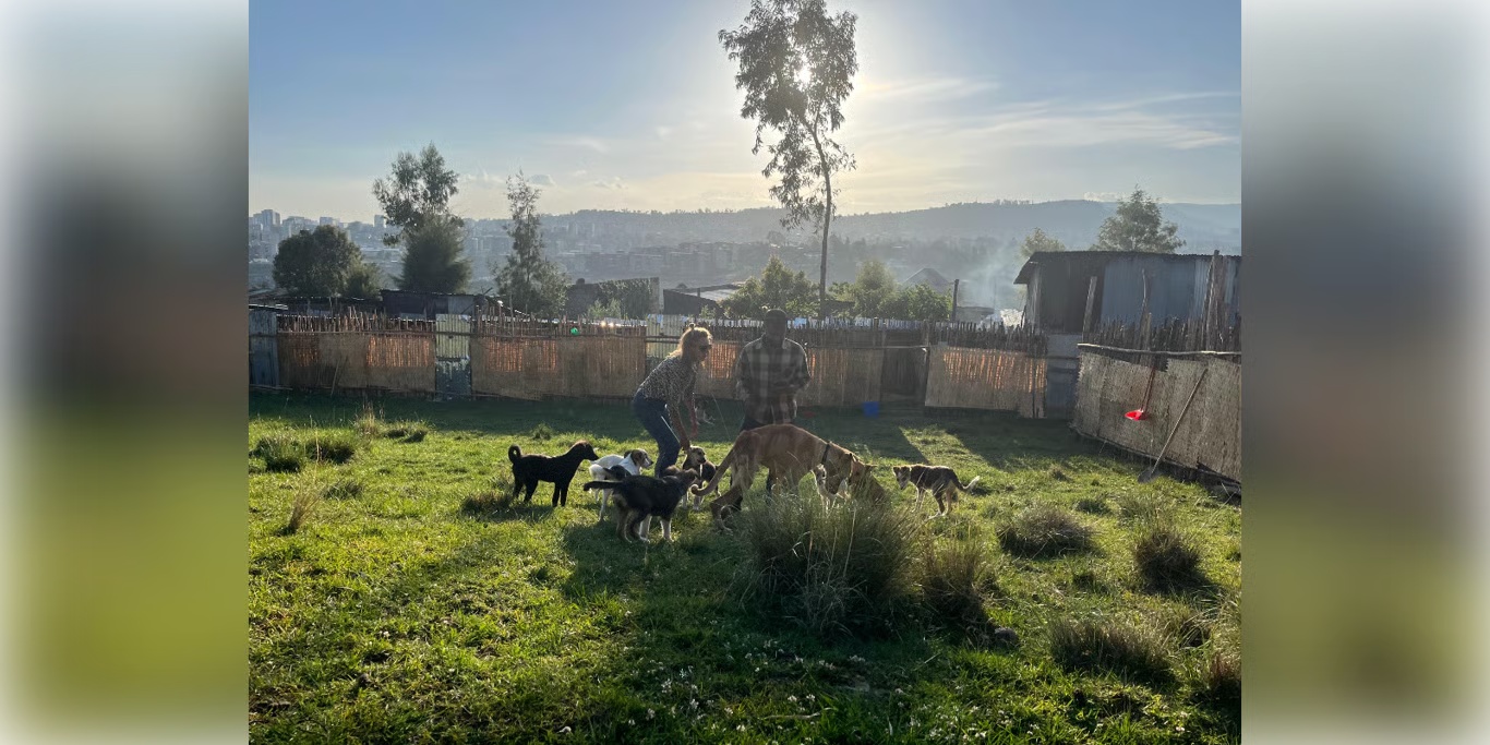 Rescued dogs playing at an open-air shelter