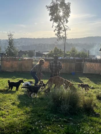 Rescued dogs playing at an open-air shelter