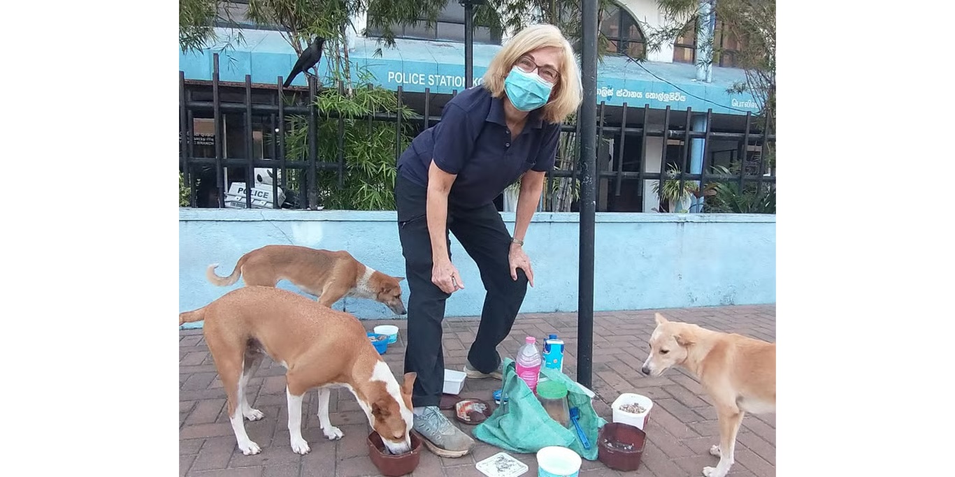 Volunteer feeding street dogs