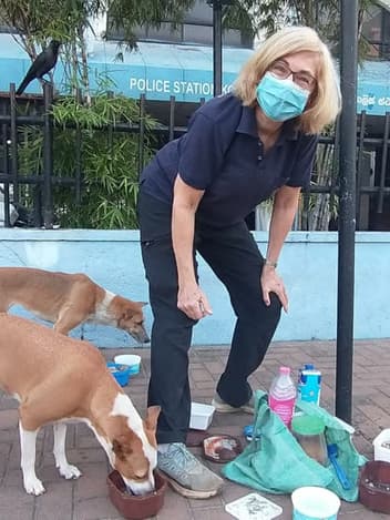 Volunteer feeding street dogs
