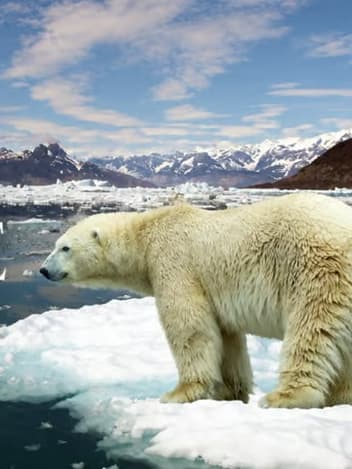 Polar bear on melting sea ice