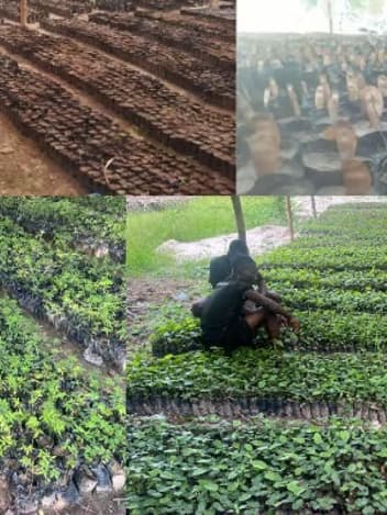 Tree seedlings growing in a nursery
