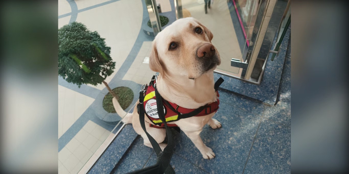 Assistance dog in its working vest