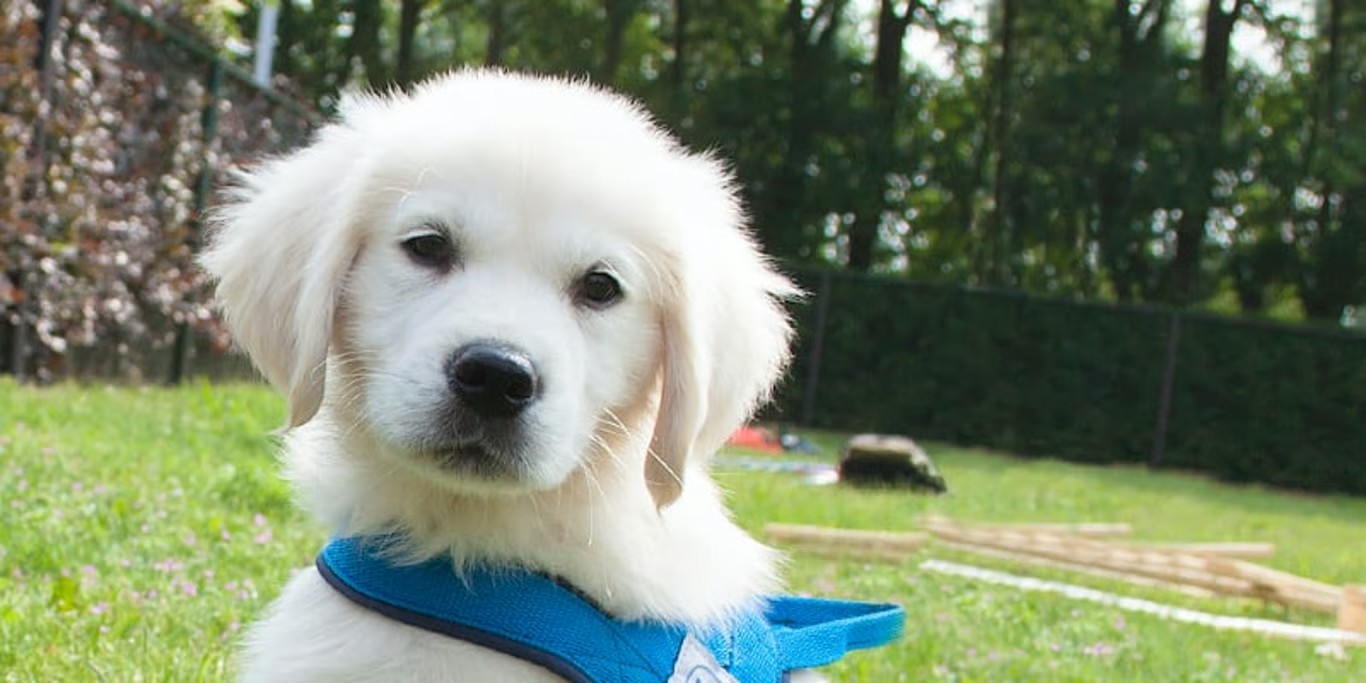 Puppy in training harness